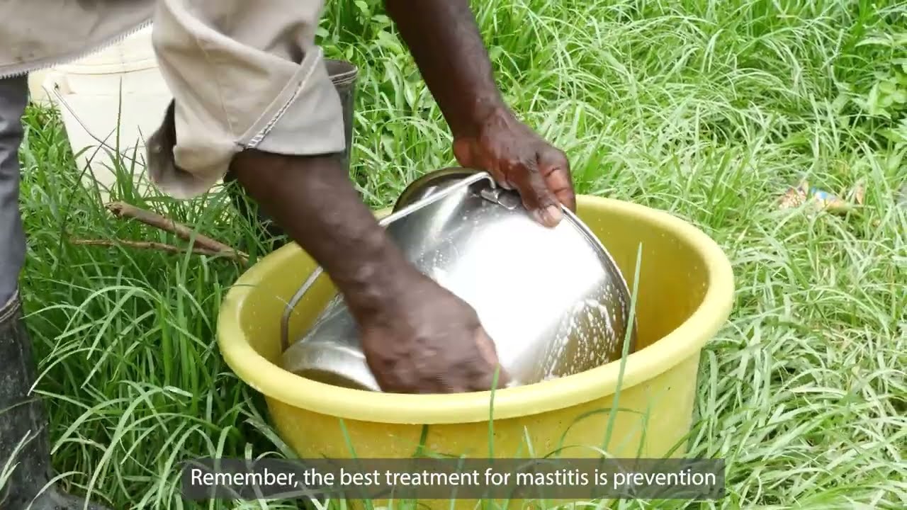 Zambia Diary - Mastitis Prevention and Treatment