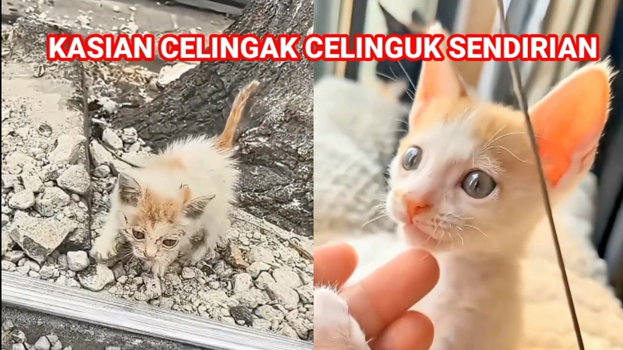 KUCING KEBINGUNGAN SENDIRIAN DI PINGGIR JALAN