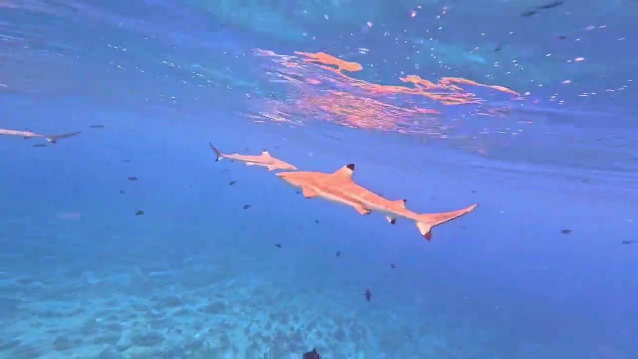 Bora Bora Jaws