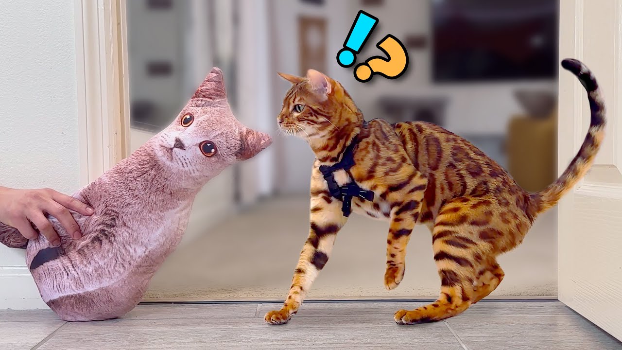 Bengal Cat Not Scared of Pillow Cat Prank! (Original Video)