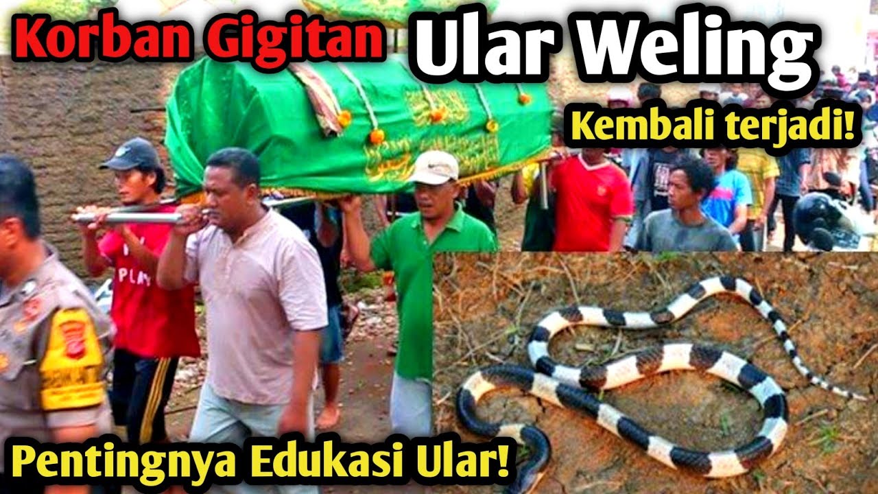 KORBAN GIGITAN ULAR WELING KEMBALI TERJADI! PENTINGNYA EDUKASI ULAR! JENIS JENIS ULAR BELANH BERBISA