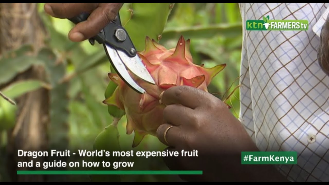 Dragon Fruit - World’s most expensive fruit and a guide on how to grow |Pitaya|