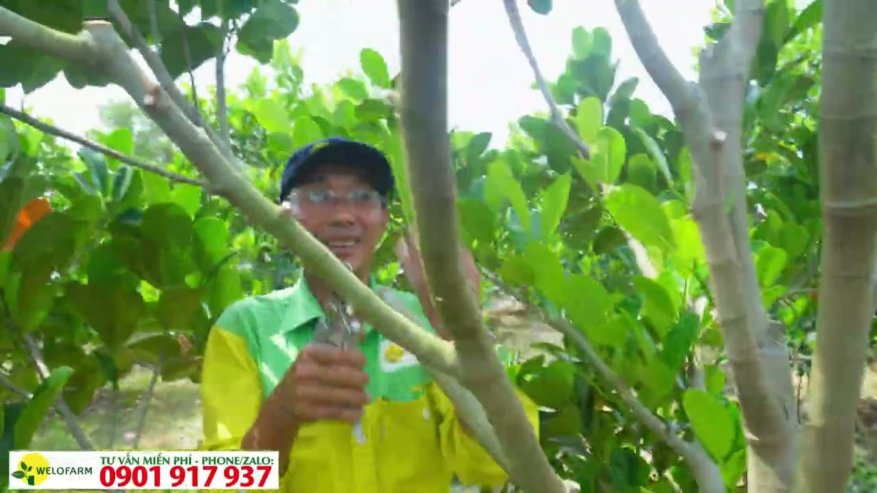 Các bước cần làm trước khi xử lý ra bông cho mít ruột đỏ