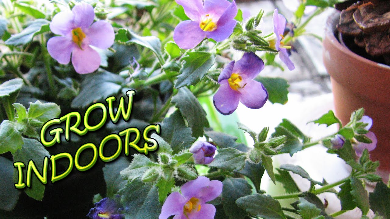 Grow Flowers Indoors