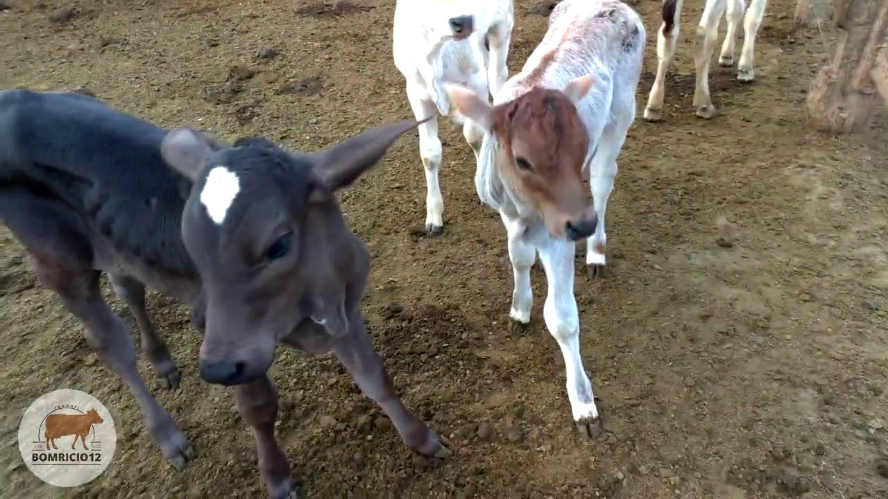 Terminando a Ordenha Manual do primeiro lote pra pegar firme no segundo Lote de Vacas no Curral.