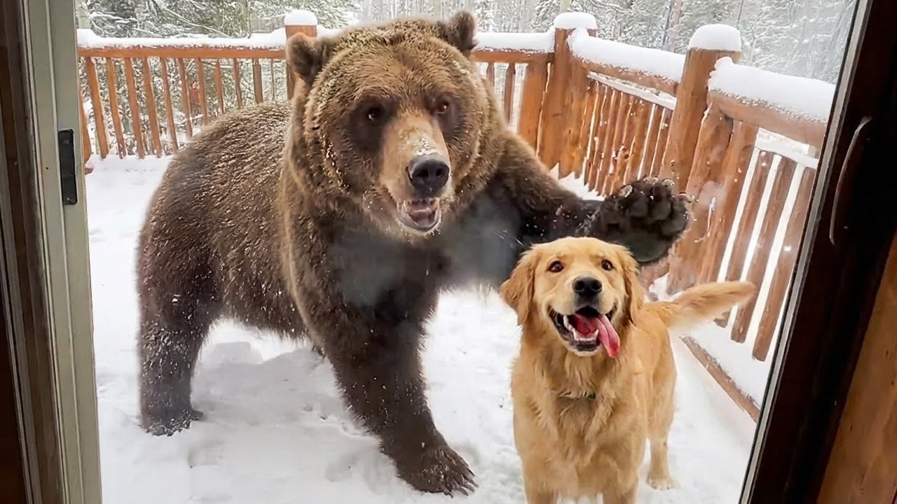 When Your Pet Brings Home a Friend and Surprises the Whole Family 😂