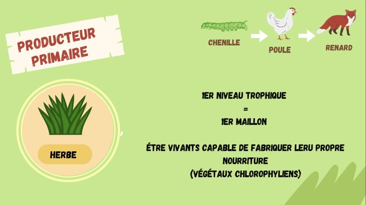 La chaîne alimentaire en SVT : explications simples et exemples