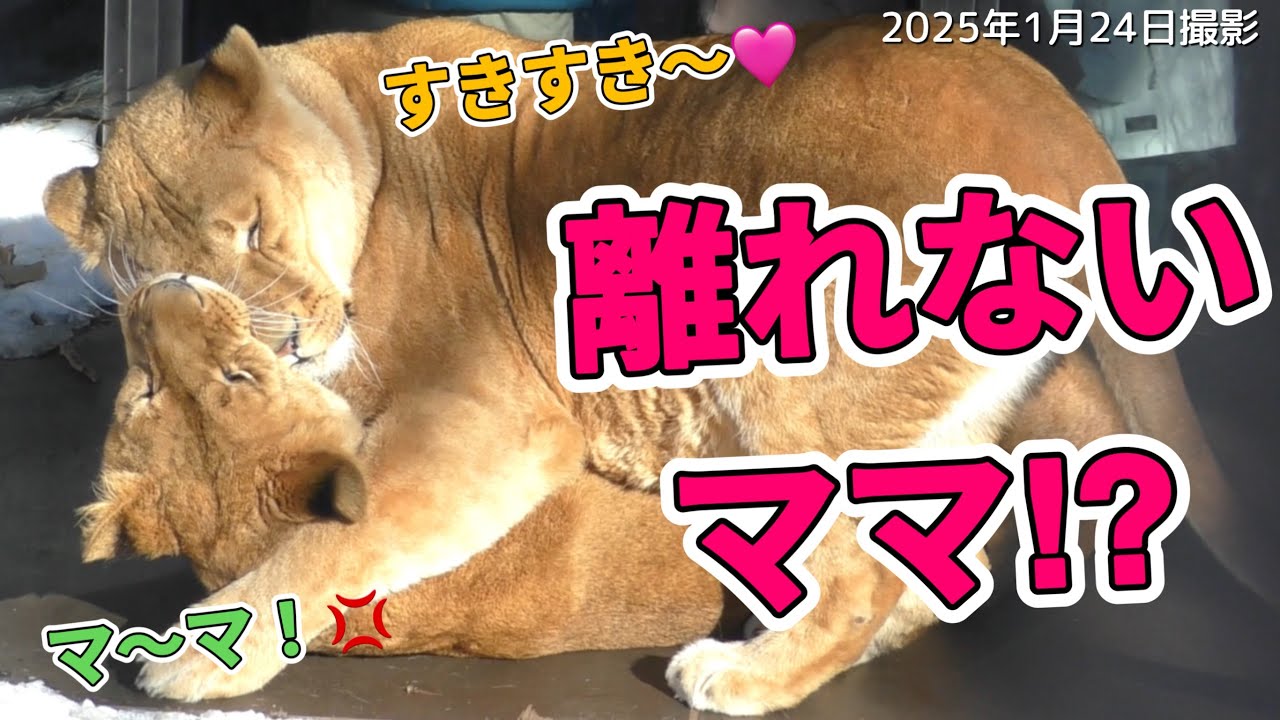 《旭山動物園ライオン＆トラ》イオ愛に困る娘レイ？今日はポリタンク遊びが流行り？オリト＆ザリアファミリーvol613Is love important in moderation?Lion＆Tiger