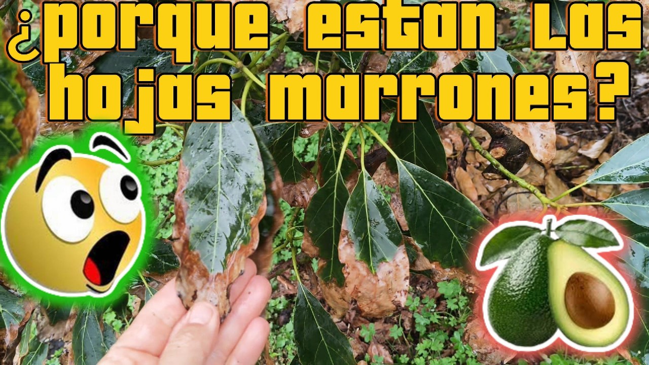 ¿Por Qué se Ponen Marrones las Hojas del Aguacate? 🥑 Causas y Soluciones