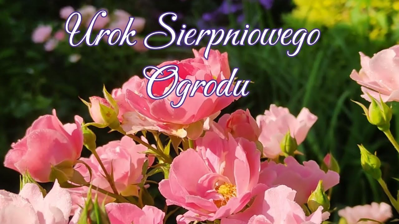 Piękne kwiaty  w moim ogrodzie. Sierpień 2023