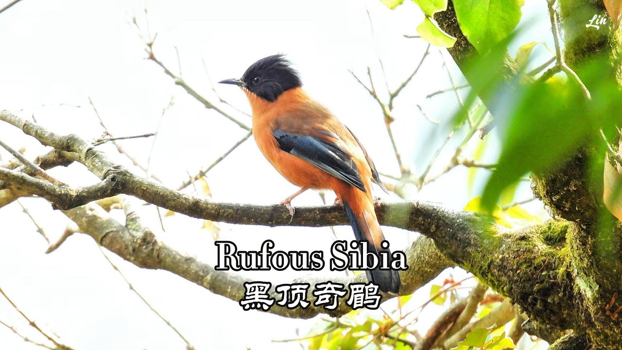Rufous Sibia