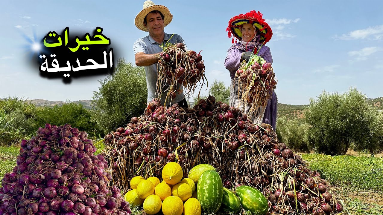 حققنا أكبر حصيلة من البصل هذا الموسم بسهولة و تخزينه بطريقة تقليدية