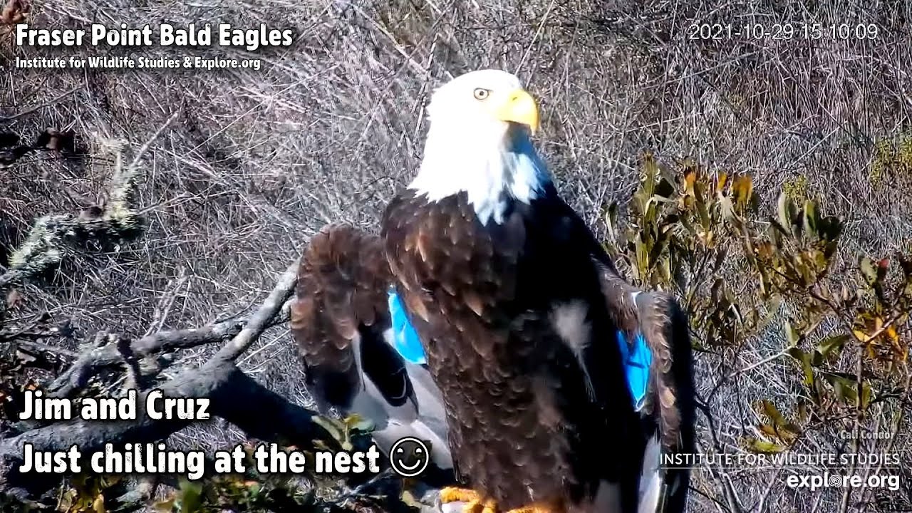 Fraser Point🦅Jim and Cruz😊Just Chilling At The Nest⛱Explore.org 2021-10-29