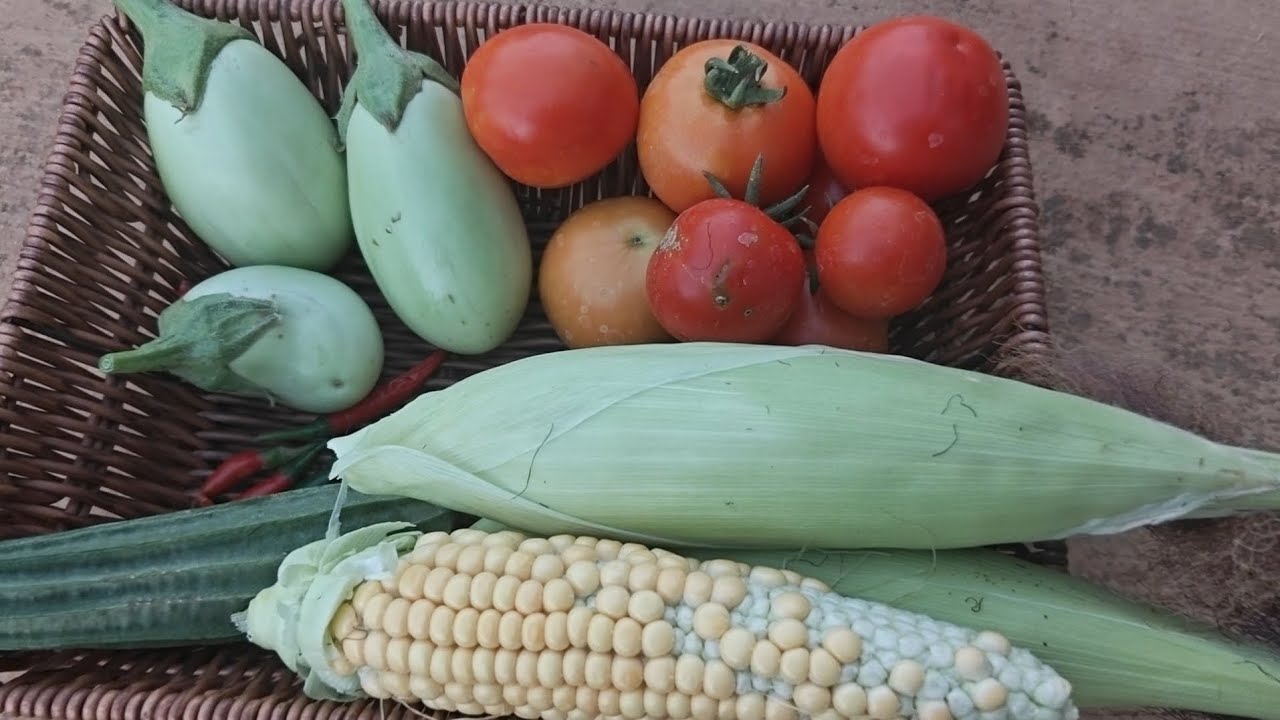 Terrace Vegetable Garden - Harvesting Fresh Veggies #vegetables #harvesting #terracegardenindia 