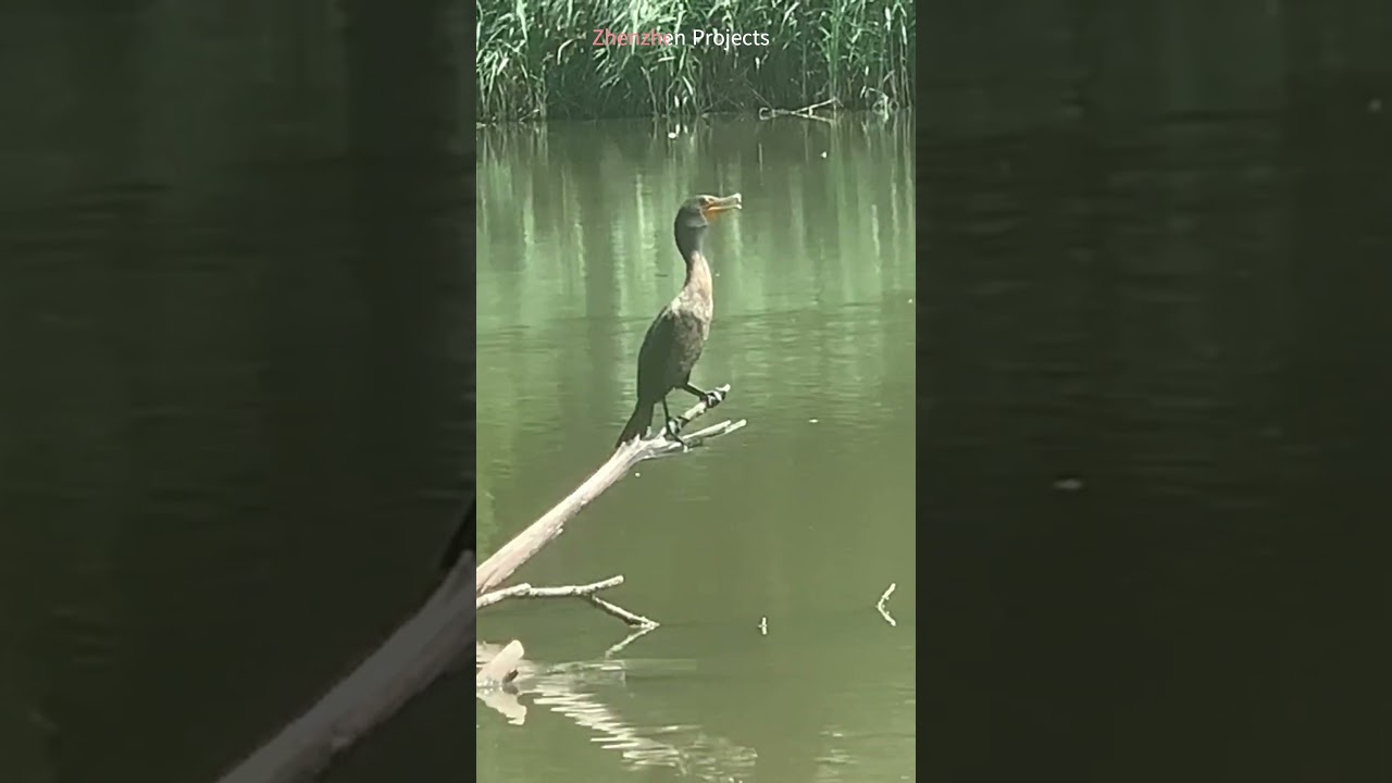 Kormoran # 10938 #szorty #dzika przyroda
