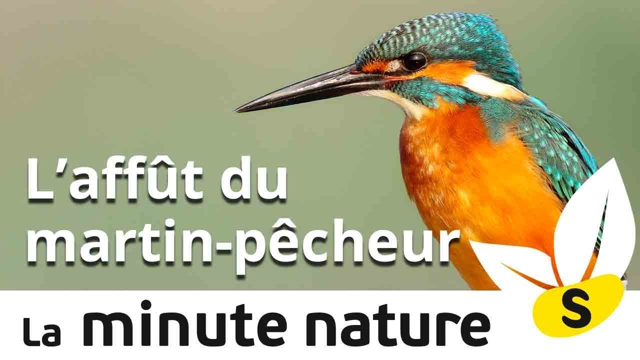 L'AFFÛT DU MARTIN-PÊCHEUR (No 115)