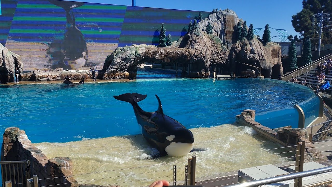 Шоу «Встреча с косатками» в 12:00 в SeaWorld San Diego в пятницу, 24 октября 2025 года.