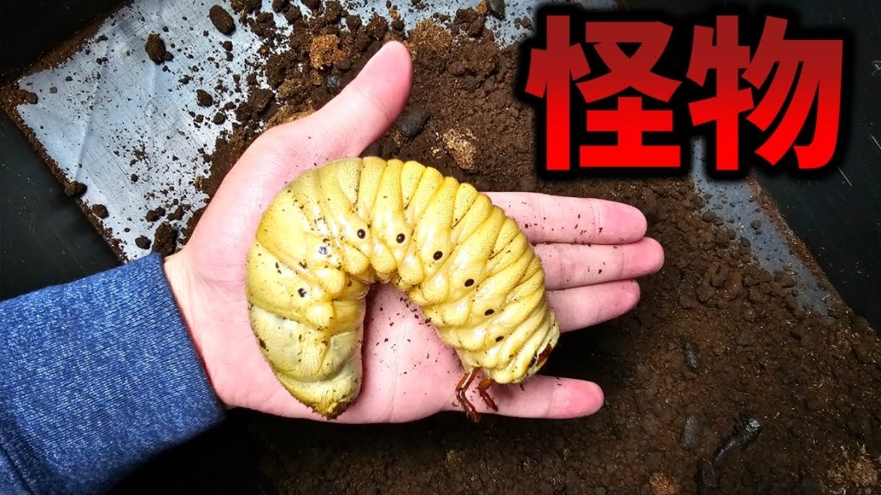 世界最大のカブトムシの幼虫を栄養豊富な土で1年間育てた結果