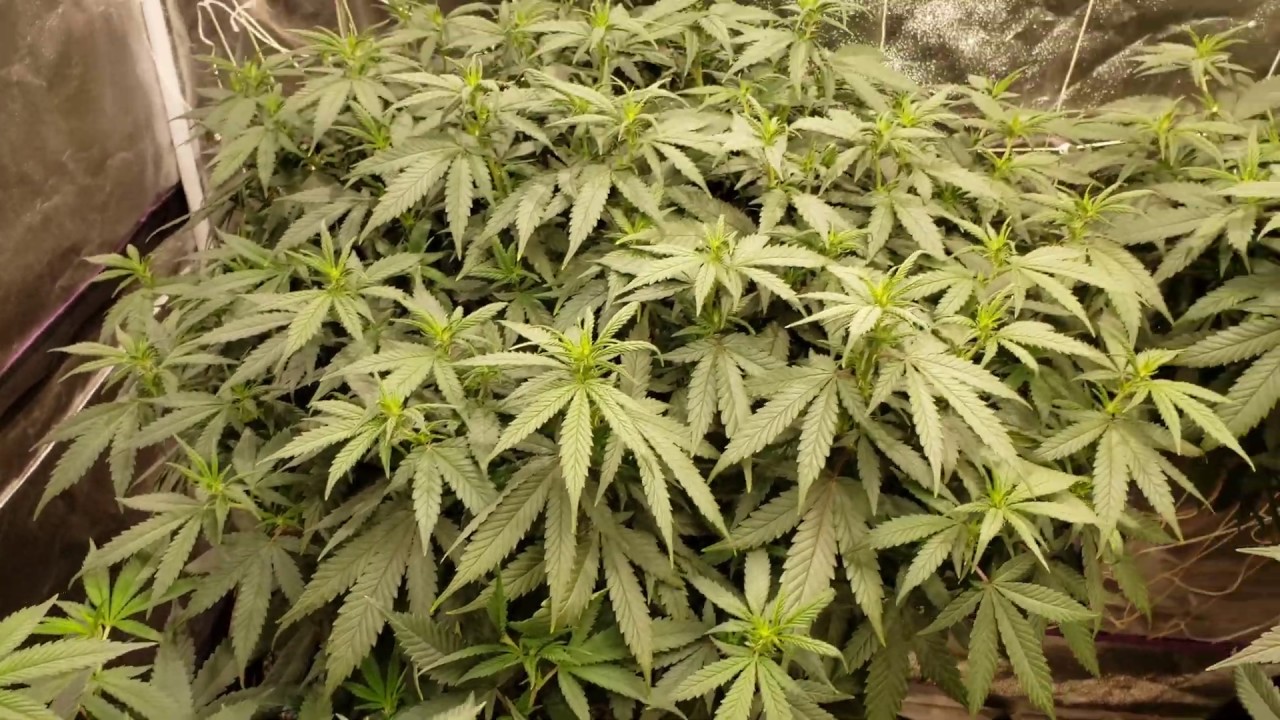 Jack herer and Prayer Pupil flowering