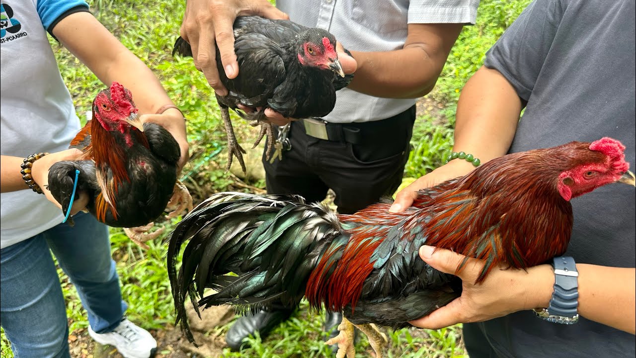 FIRST TIME MAKIKITA, ARTIFICIAL INSEMINATION sa NATIVE CHICKEN + ZAMPEN Pano KILALANIN ?