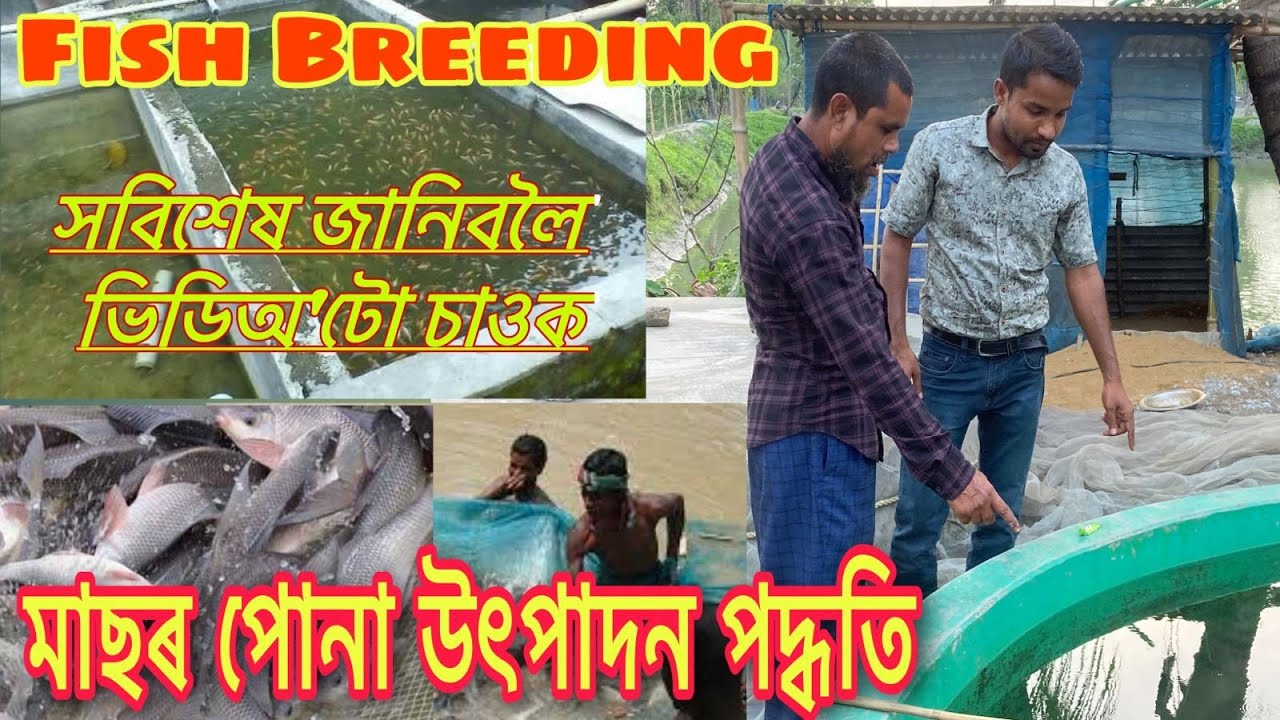 মাছৰ পোনা কেনেকৈ উৎপাদন কৰা হয় চাওকচোন!! FISH BREEDING PROCESS IN ASSAM