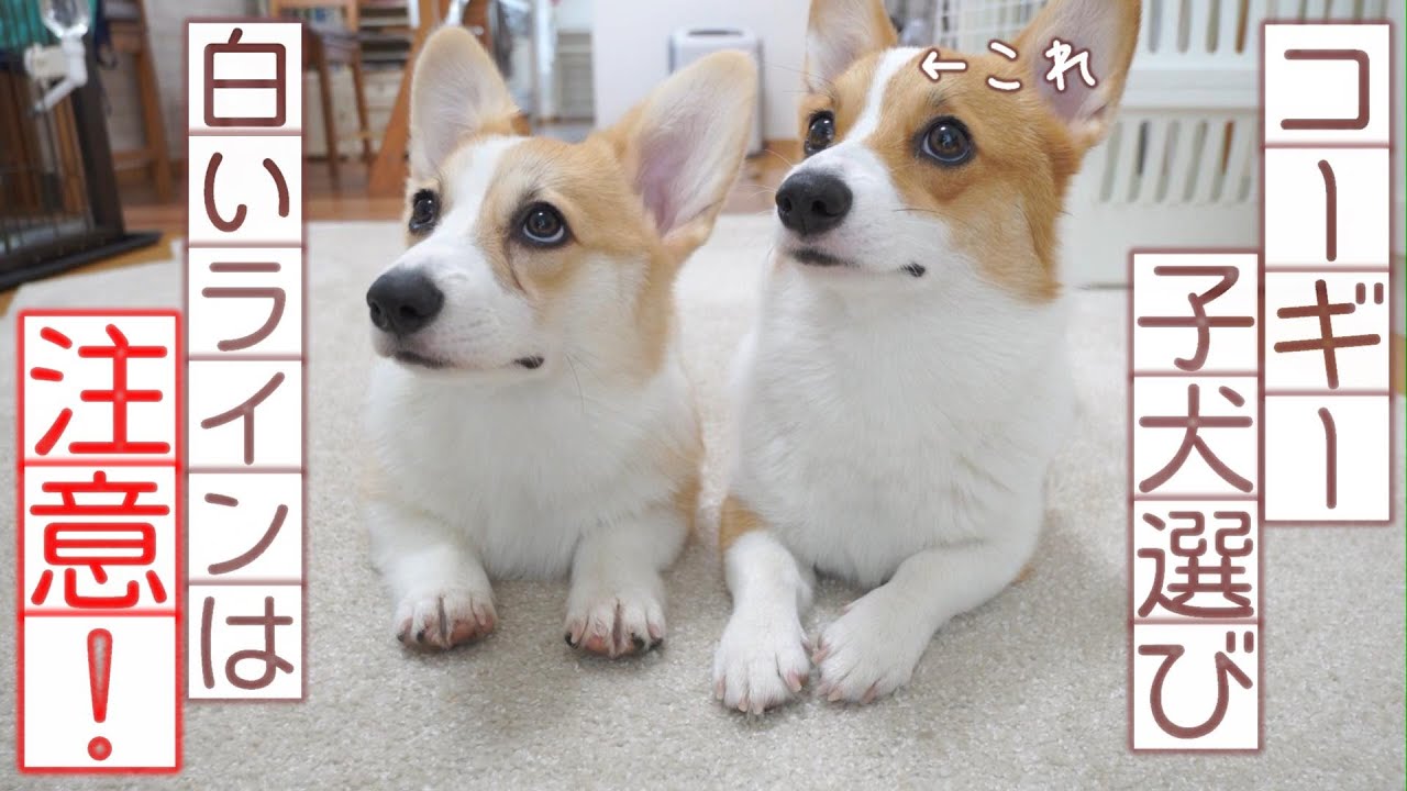 【注意⚠️コーギー子犬の選び方】パピー期に注目すべき箇所！パピー期の秘蔵映像あり🎵