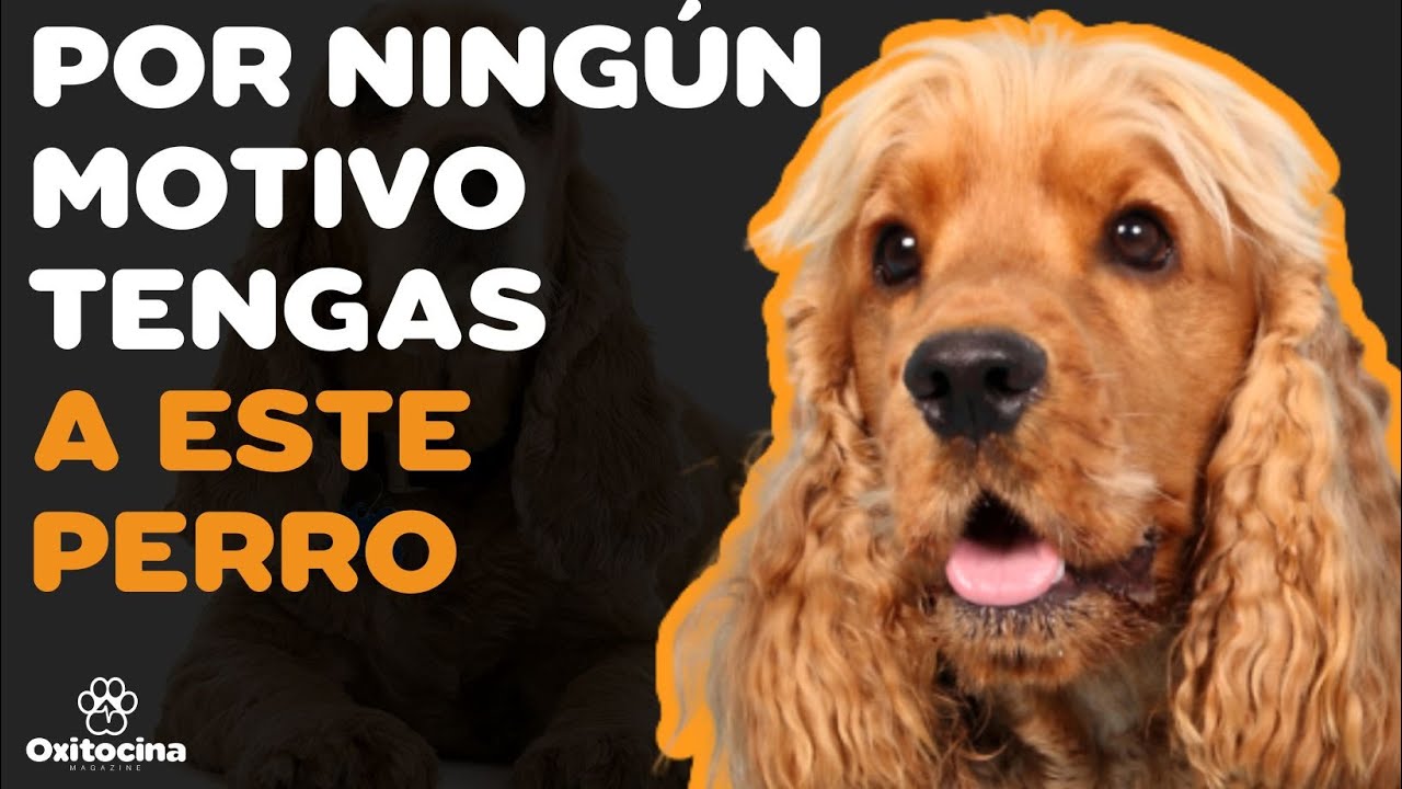 COCKER SPANIEL INGL&Eacute;S: 7 RAZONES PARA NO TENERLO