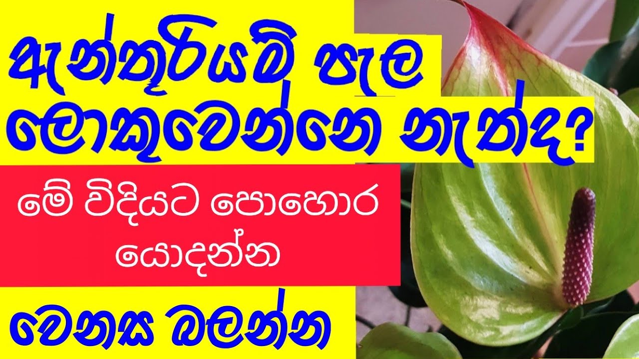 Anthurium fertilizer | anthurium pohora | ඇන්තූරියම් පොහොර |   anthurium wagawa sinhala | anthuriyan