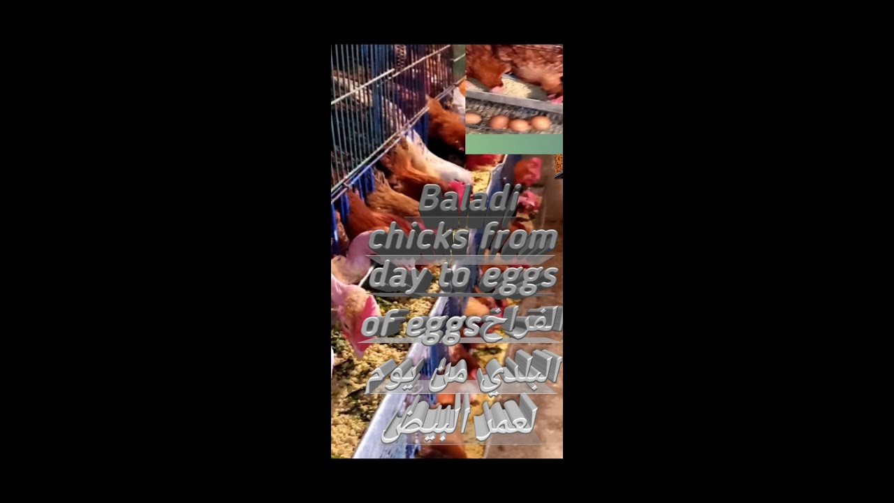الفراخ البلدي من يوم لعمر البيض في البطاريات و٢٠٠ كتكوت في ٣متر