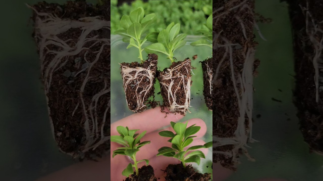 Результат эксперимента с грунтом🌱