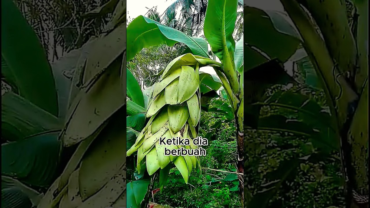 Biji Pisang Sunan Bonang #facts #viral #short