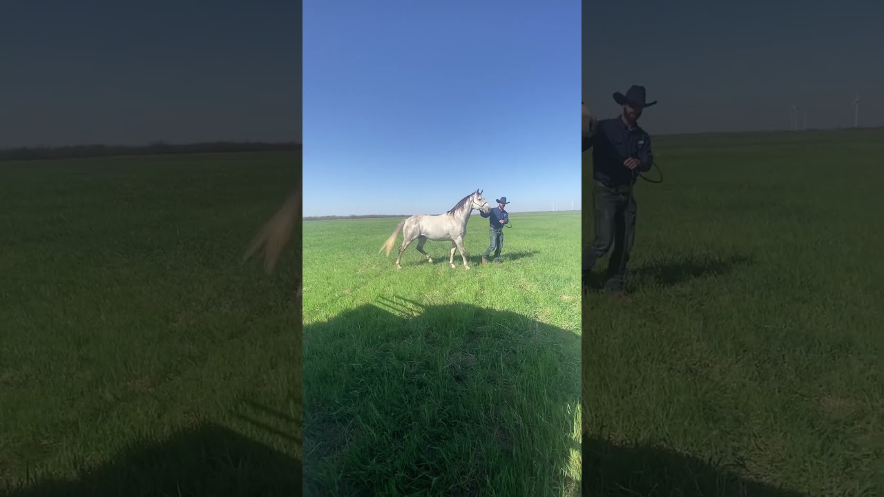 Releasing the stud to his mares at the ranch.