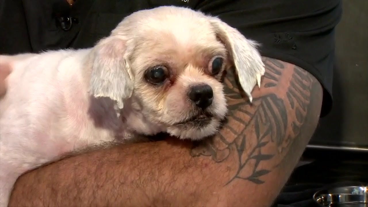 Animal rescue group seeks help after saving dog abandoned at Fort Lauderdale fire station