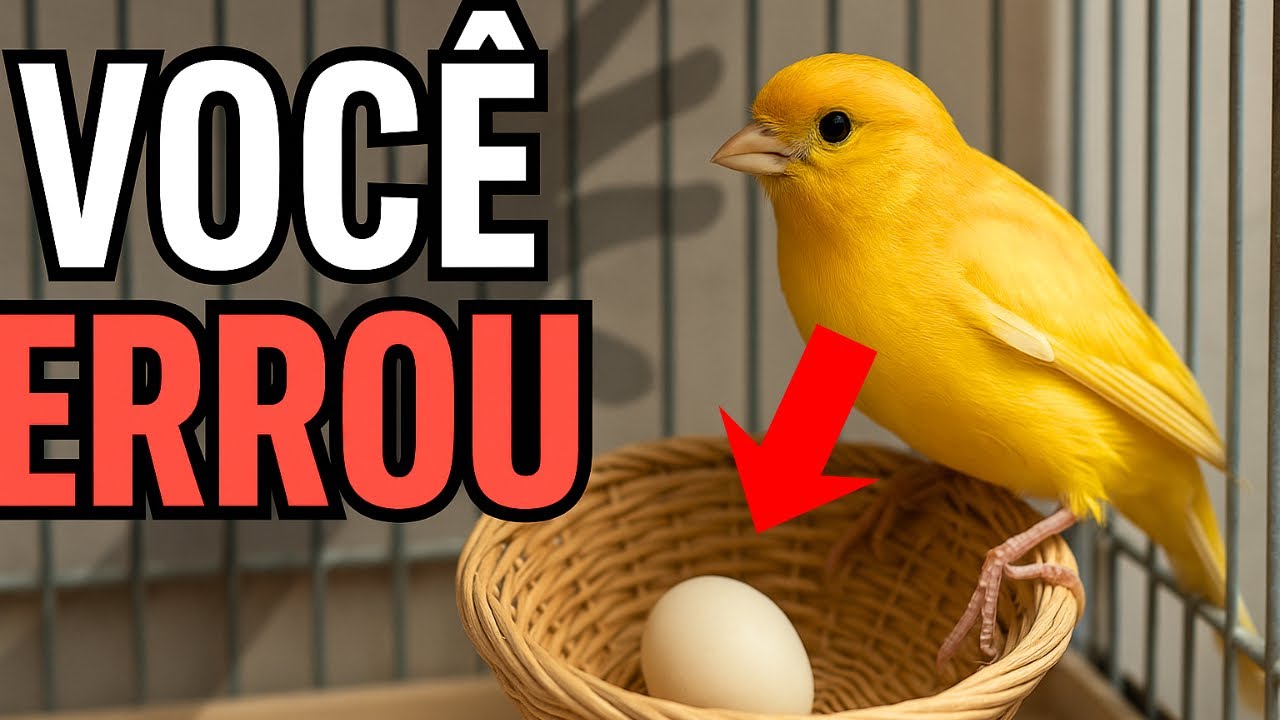 POR QUE a Fêmea de Canário JOGA os Ovos Fora? 🥚 O Erro na Gaiola que Causa a Tragédia! 💔