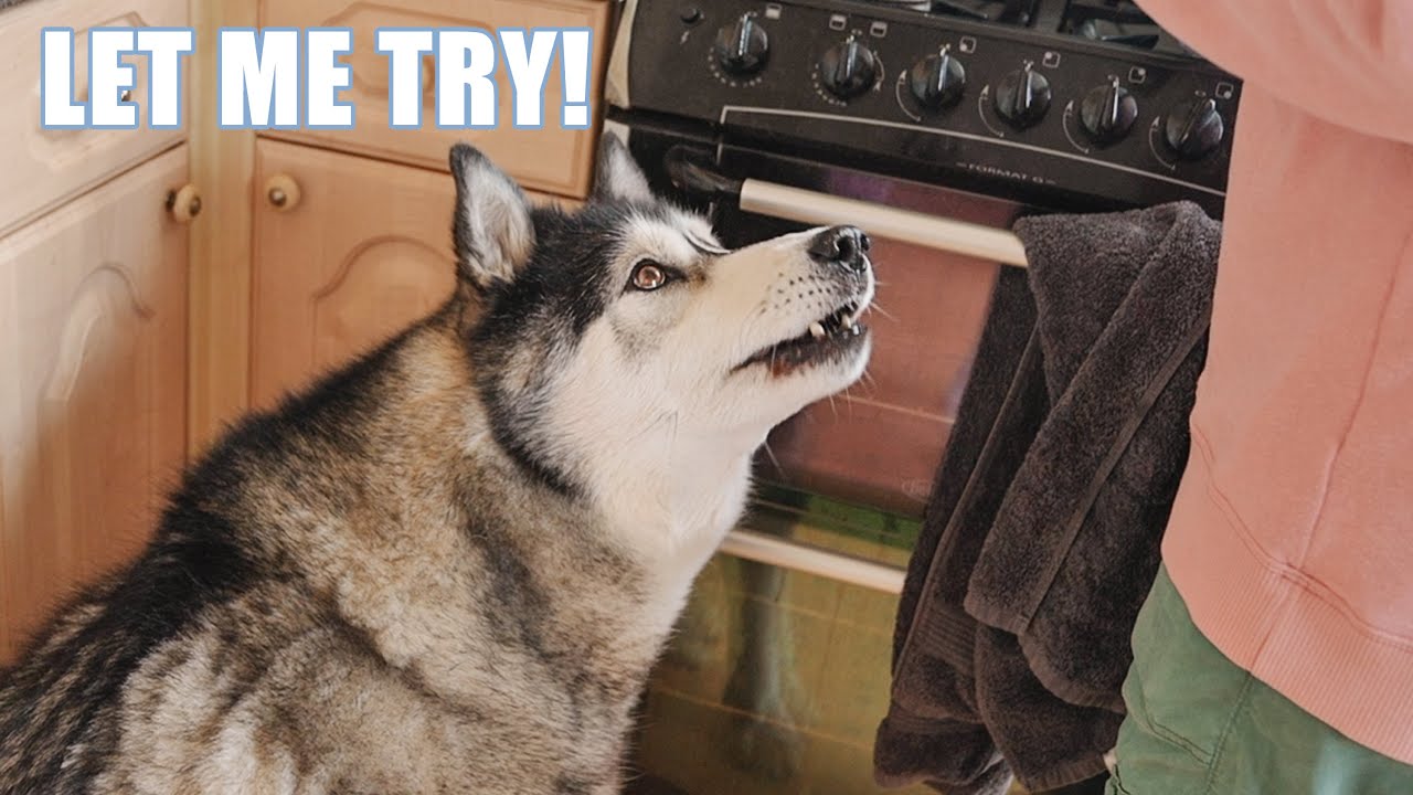 Helpful Husky Is His Nan’s Sous Chef! Baking Pies!