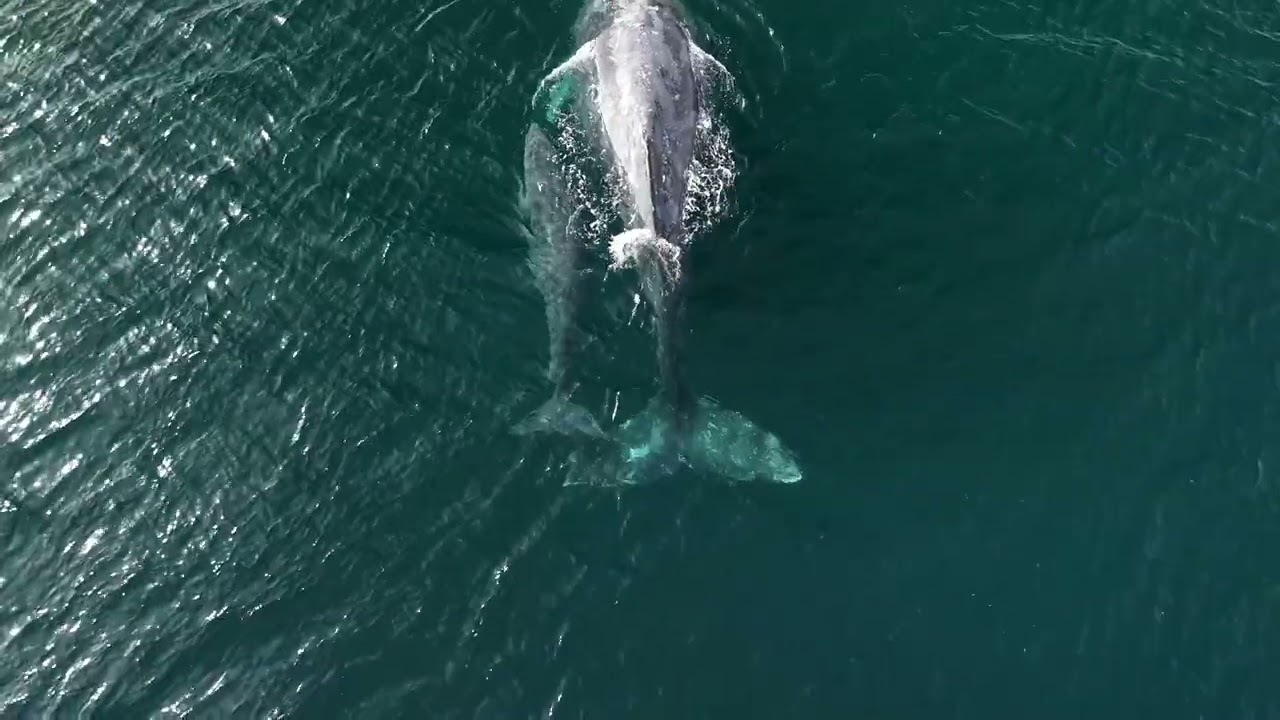 Boat Drives Directly Over Whale and Calf in 'Shocking' Drone Video