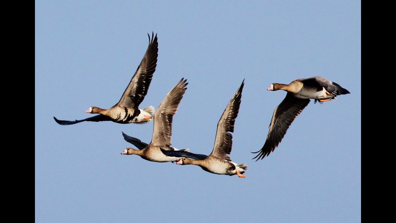 Greater White-fronted Goose (Anser albifrons) &Lambda;&epsilon;&upsilon;&kappa;&omicron;&mu;έ&tau;&omicron;&pi;&eta; &chi;ή&nu;&alpha; - Cyprus