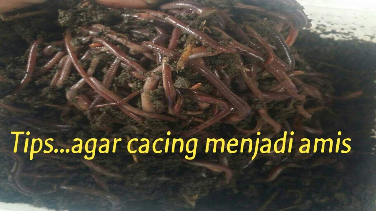 Umpan cacing