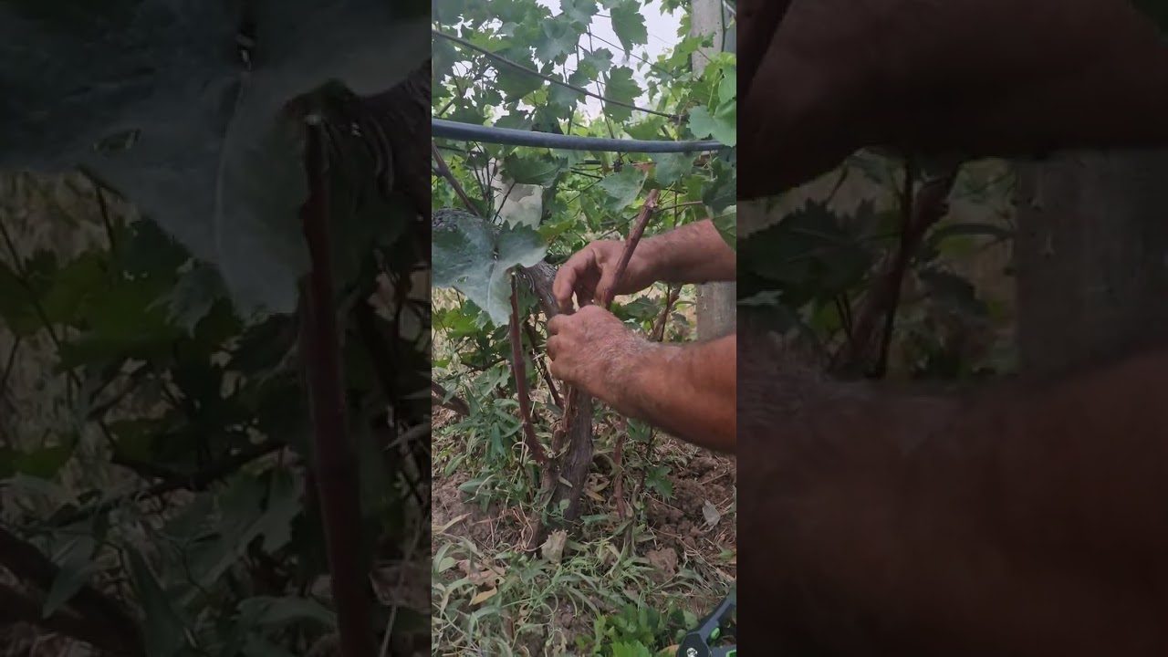 3 намуди пайванди ангур