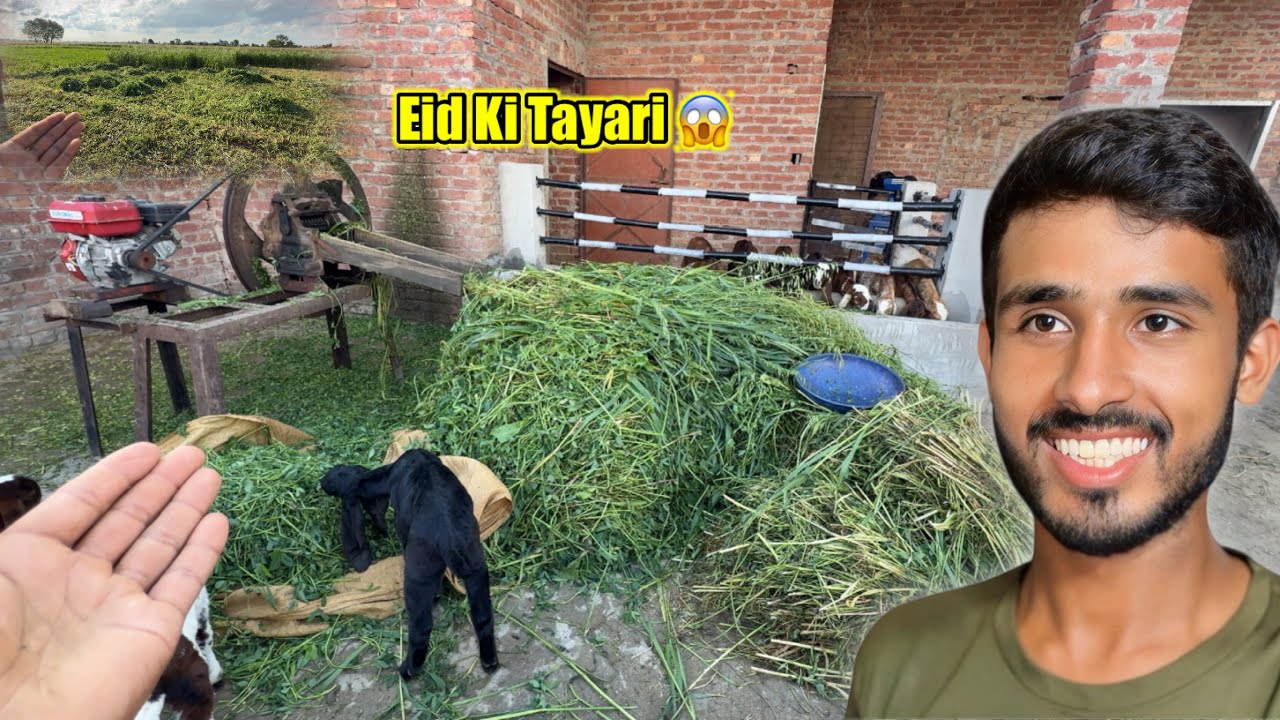 Finally Eid Ki Tayari Complete Ho Gayi 😍 Goat Farming 🐐