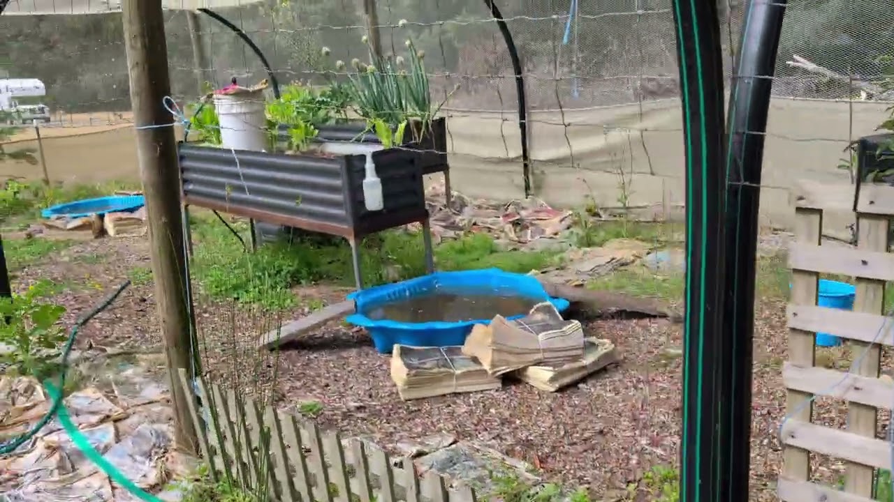 new ducks  #countryliving #tasmania