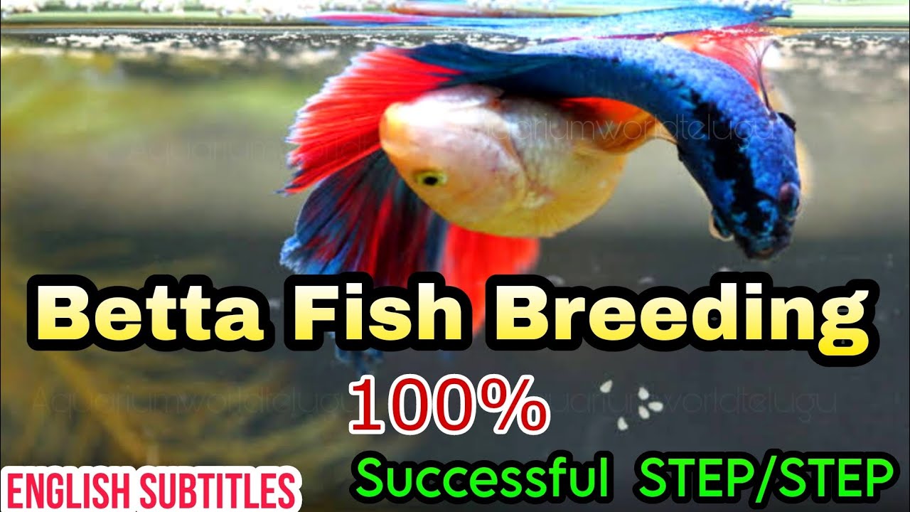 Betta Fish Breeding 😱 Betta fry Feed for fast growth : How to breed Fighter Fish