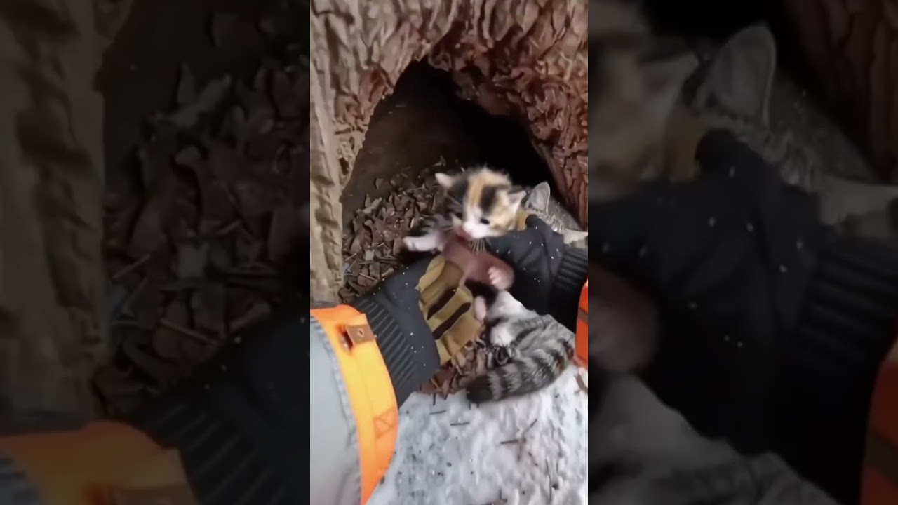 Спасите котят и кошку-мать из снежного заноса. #кошка #спасение #снег