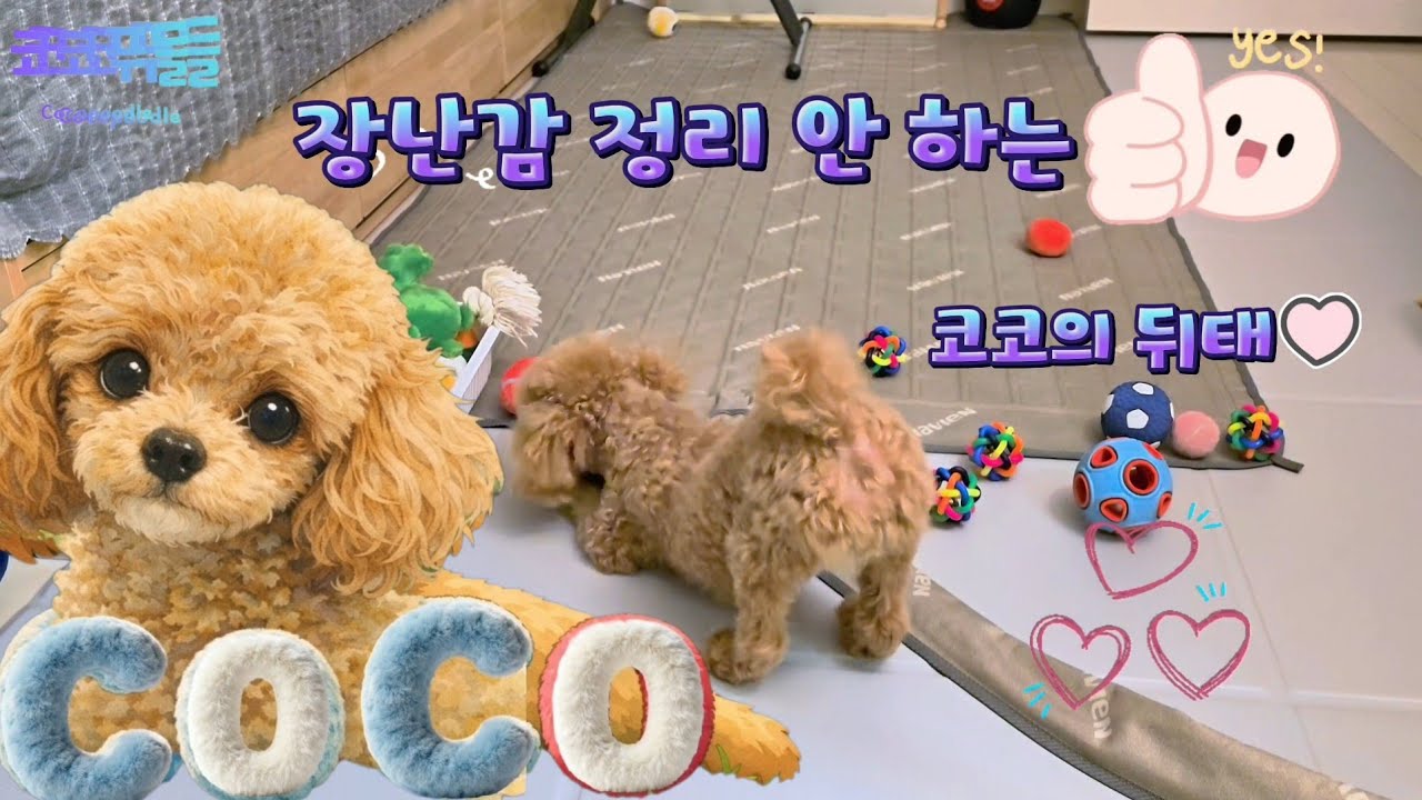 하나만 고르라니…선택 장애 온 강아지♡@CocoPoodle3.3