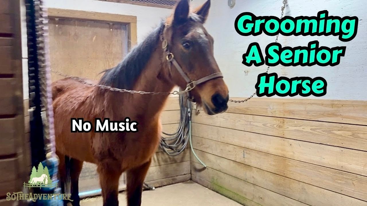 Grooming A Muddy Senior Horse In Winter | Hoof Picking | Brushing Mane & Tail