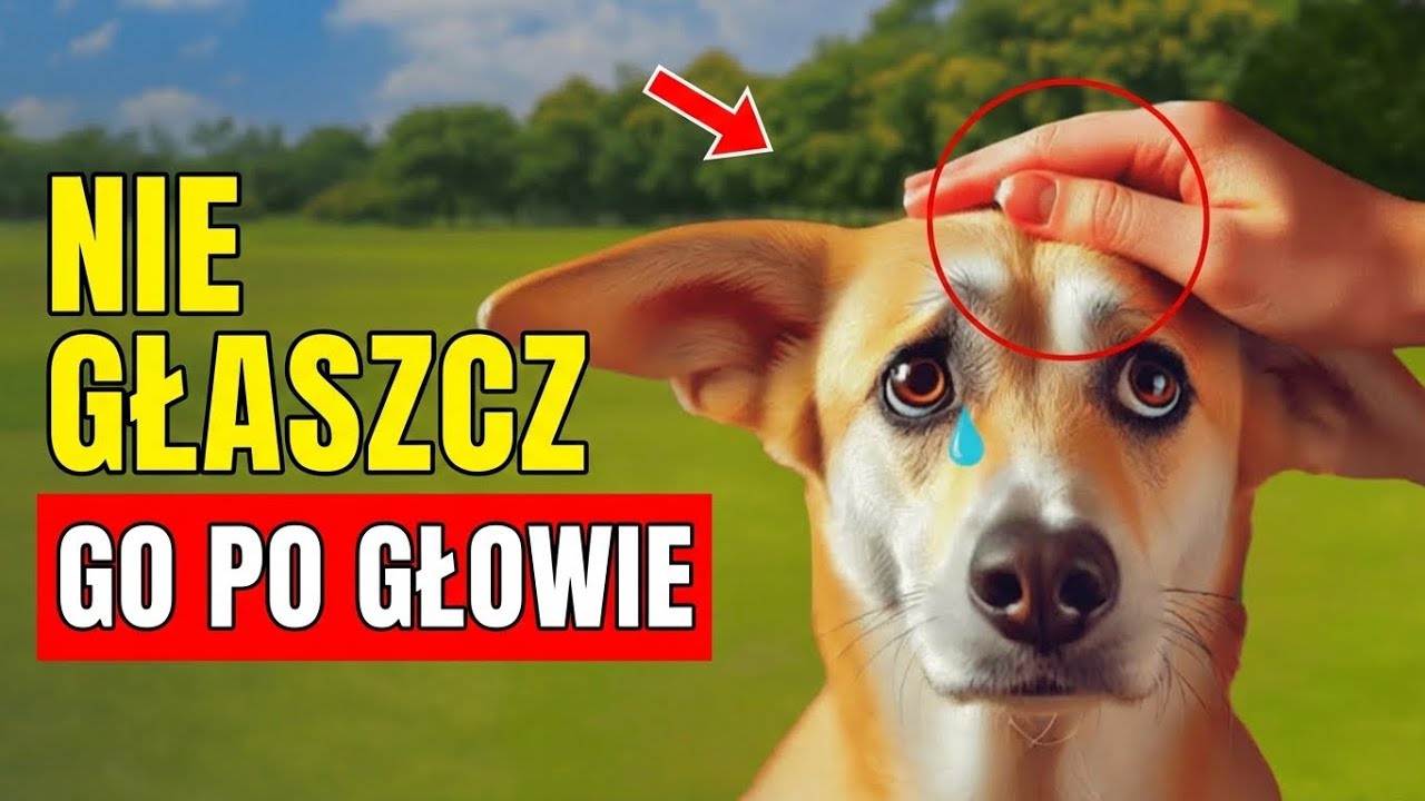 Zastanów Się Dwa Razy Zanim Pogłaszczesz GŁOWĘ Swojego Psa