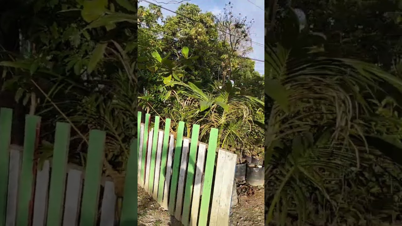 More trees more life