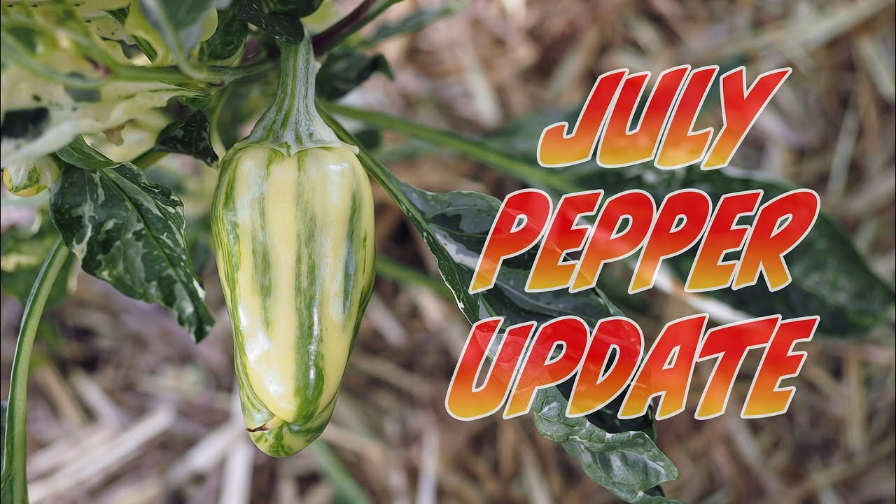 July Pepper Update