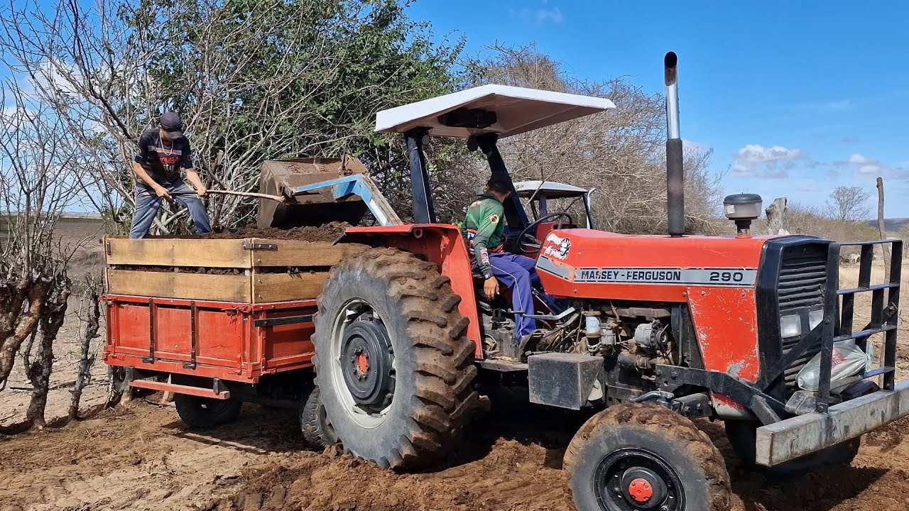 Trator MF290 e o 5290 advanced pegando esterco de gado com a concha traseira 