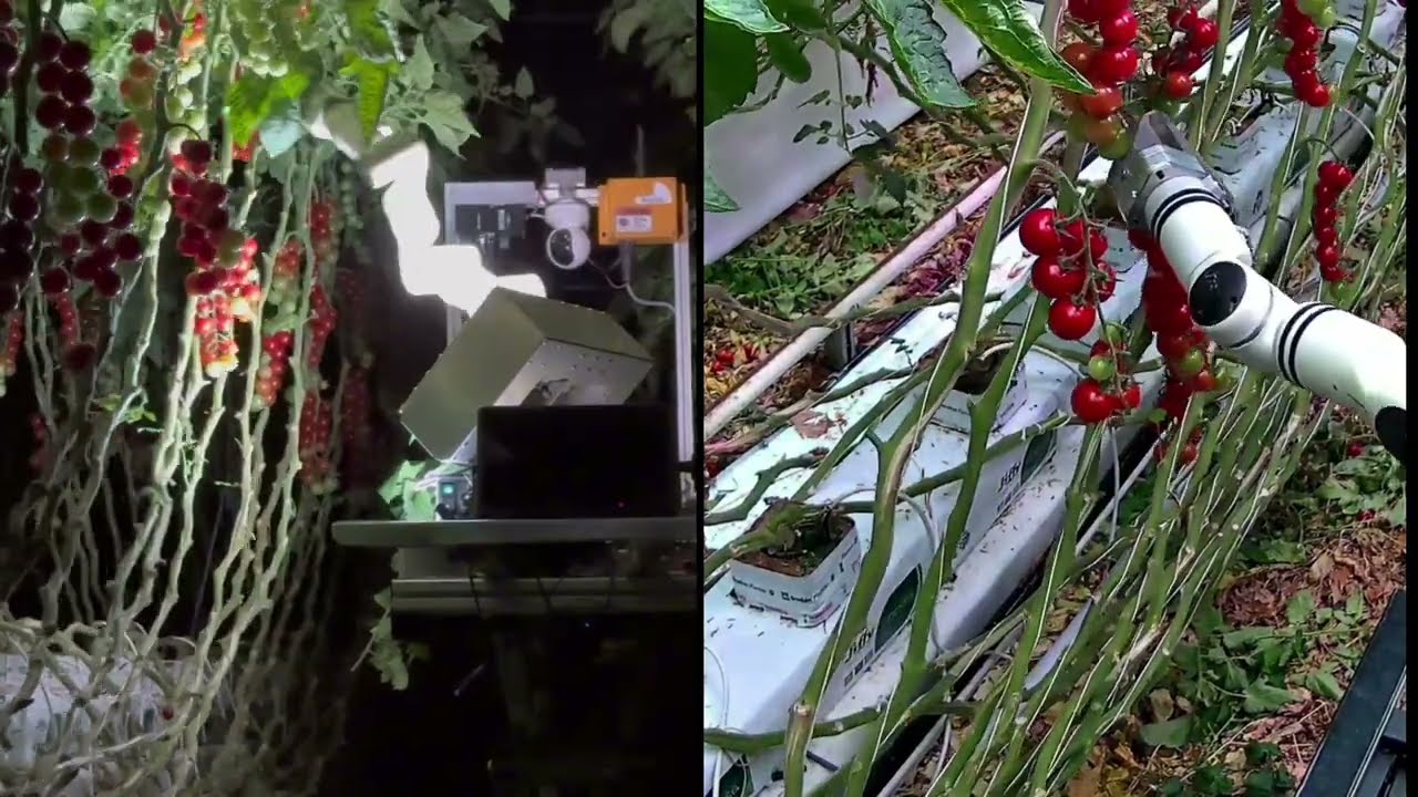 Tomato harvesting and de-leafing in high-tech greenhouses with one robot 2025